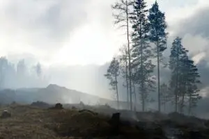 Forest and-burnt stumps in huge smoke 5911686 - TN
