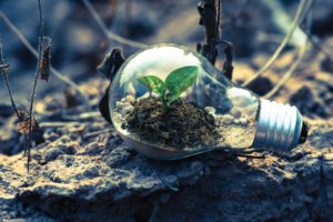 Blog - Clear light bulb planter on gray rock - TN